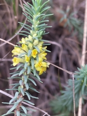 Thymelaea coridifolia
