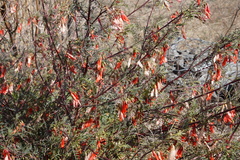 Lessertia frutescens