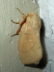 Philotherma rosa