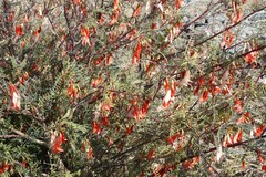 Lessertia frutescens