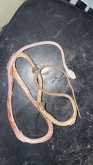 Imantodes gemmistratus