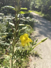 Oenothera biennis