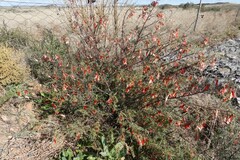 Lessertia frutescens