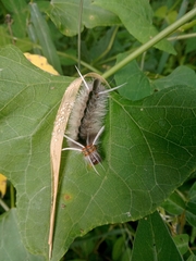 Halysidota