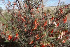 Lessertia frutescens