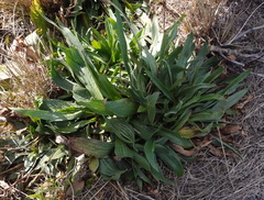 Plantago lanceolata