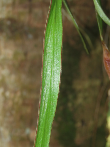 Image of Haplopteris elongata by (c) chiuluan, some rights reserved (CC BY)