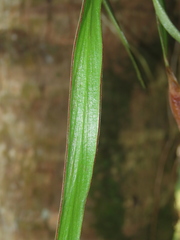 Haplopteris elongata