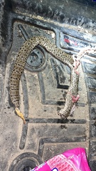Crotalus lepidus maculosus