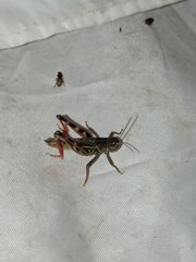 Arcyptera microptera