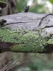 Lecanora symmicta