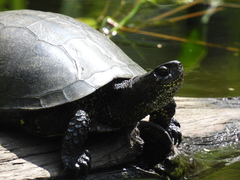 Emys orbicularis orbicularis