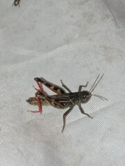 Arcyptera microptera