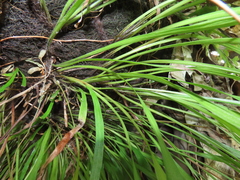 Haplopteris elongata