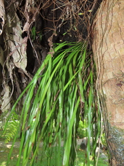 Haplopteris elongata