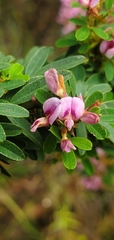 Lespedeza stuevei
