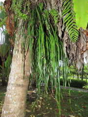 Haplopteris elongata