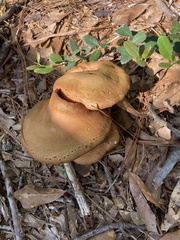 Omphalotus subilludens