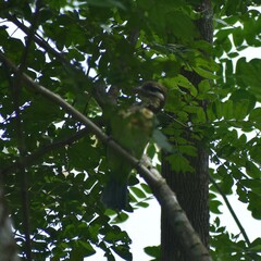 Psilopogon viridis