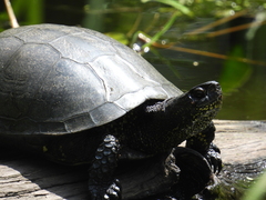 Emys orbicularis orbicularis