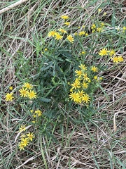 Senecio inaequidens