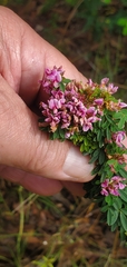 Lespedeza stuevei