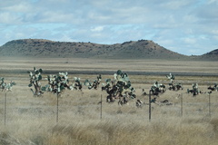 Opuntia robusta