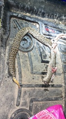 Crotalus lepidus maculosus