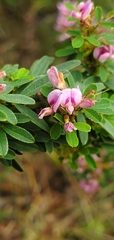 Lespedeza stuevei
