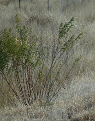Gomphocarpus fruticosus