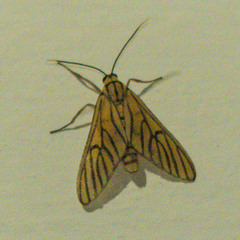 Amata tigrina