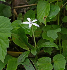 Hippobroma longiflora