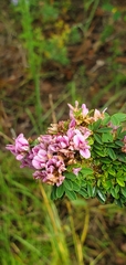 Lespedeza stuevei