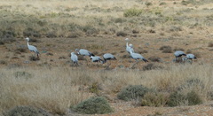 Anthropoides paradiseus