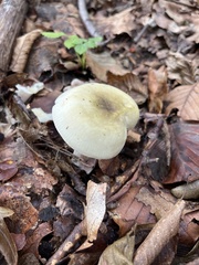 Russula virescens