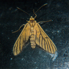 Amata tigrina