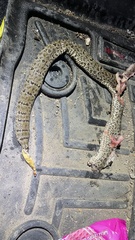 Crotalus lepidus maculosus