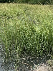 Sporobolus alterniflorus