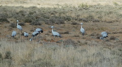 Anthropoides paradiseus