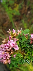 Lespedeza stuevei