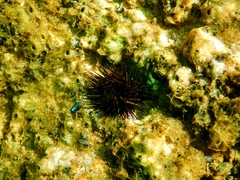 Echinoidea