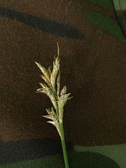 Carex brizoides