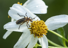 Chauliognathus marginatus