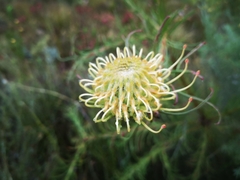 Leucospermum lineare