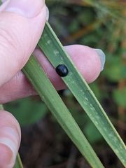 Hemisphaerota cyanea