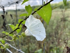 Calystegia sepium