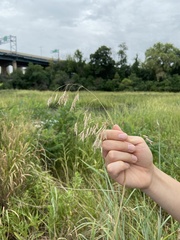 Bromus japonicus