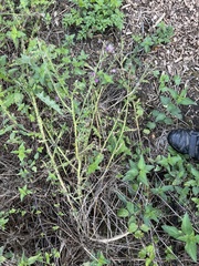 Carduus crispus