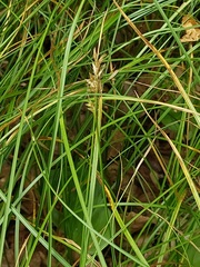 Carex brizoides