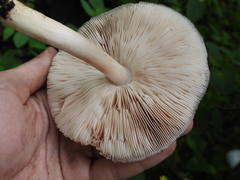 Pluteus cervinus